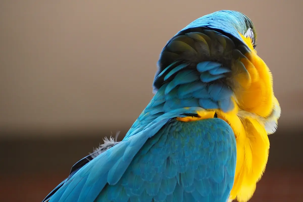 melhores aluguéis por temporada de Manaus