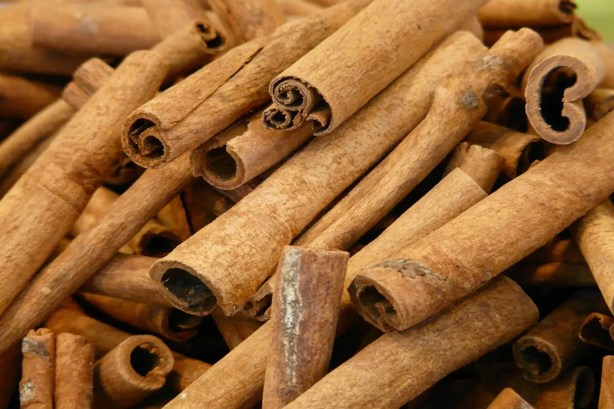 melhores transfers de Canela