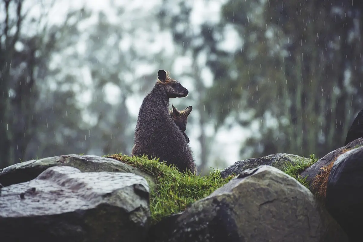 o que fazer em campos do jordão com chuva