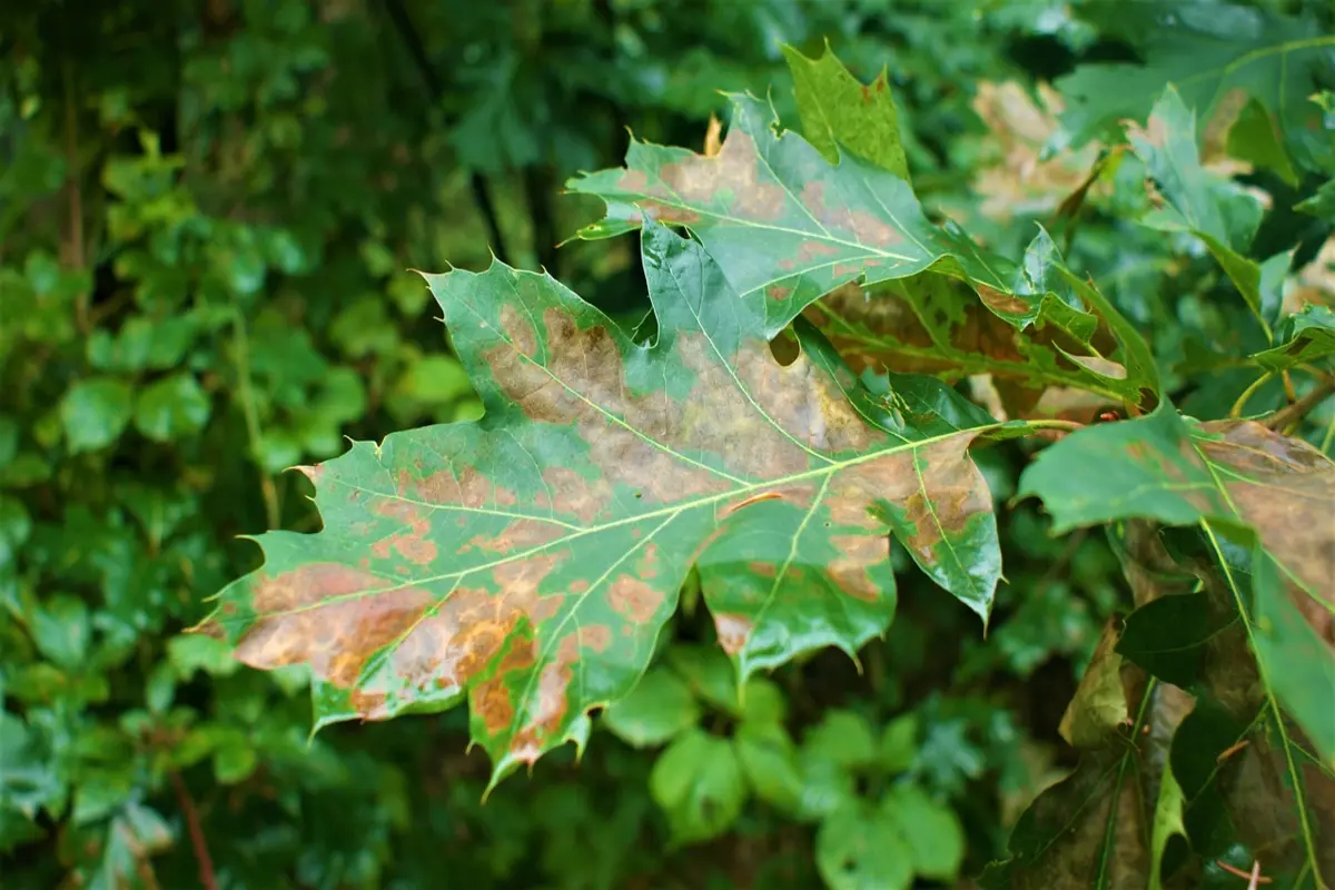 o que fazer em caso de insolação