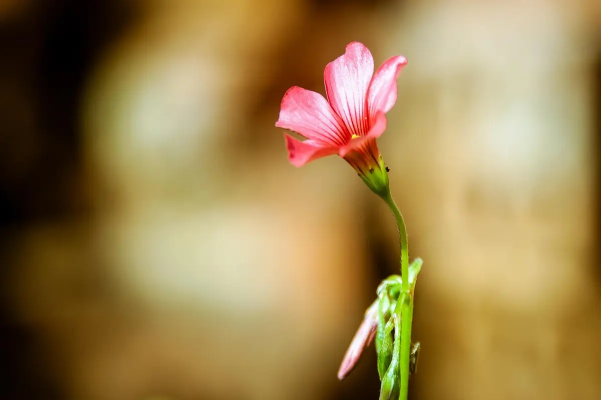 o que fazer em curitiba em 3 dias