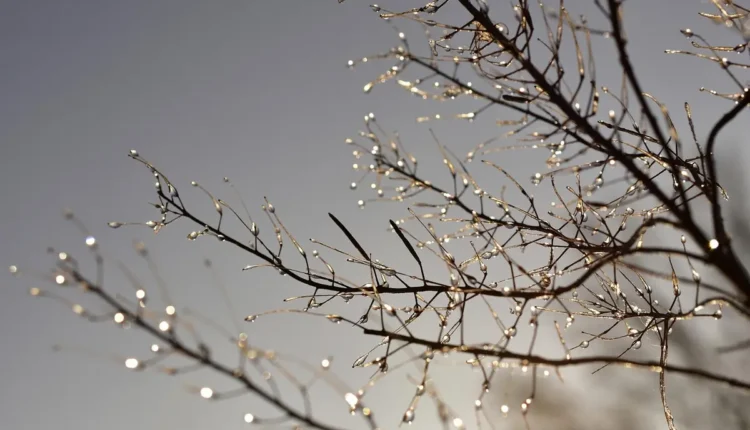 Melhores sorveterias de Florianópolis: 10 opções imperdíveis para você experimentar