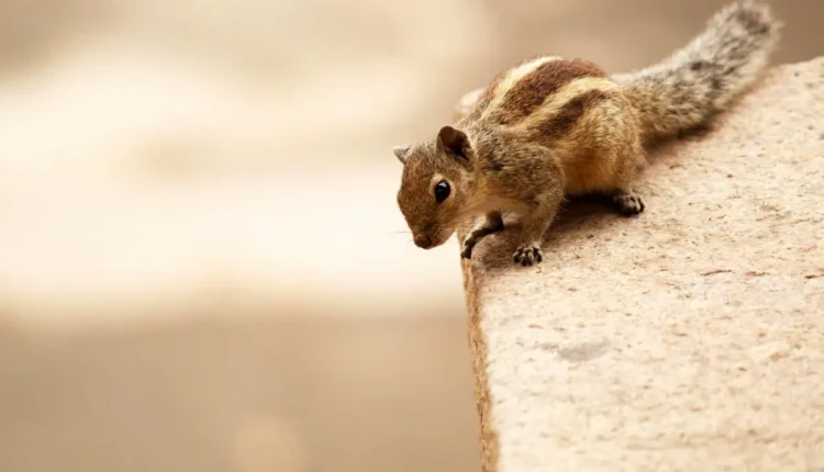 Melhores vans de Natal: 10 opções imperdíveis para sua viagem