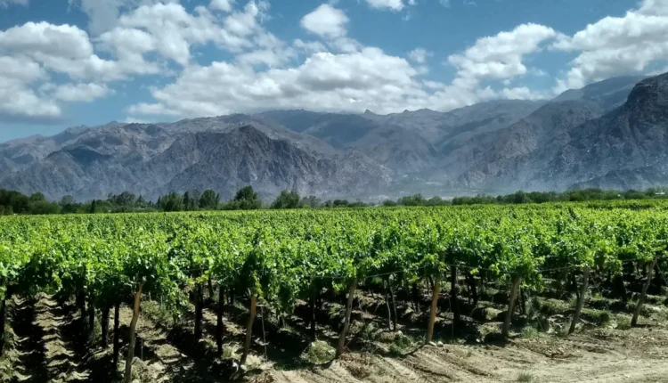 O que Fazer em Vinhedo Entenda As Melhores Opções