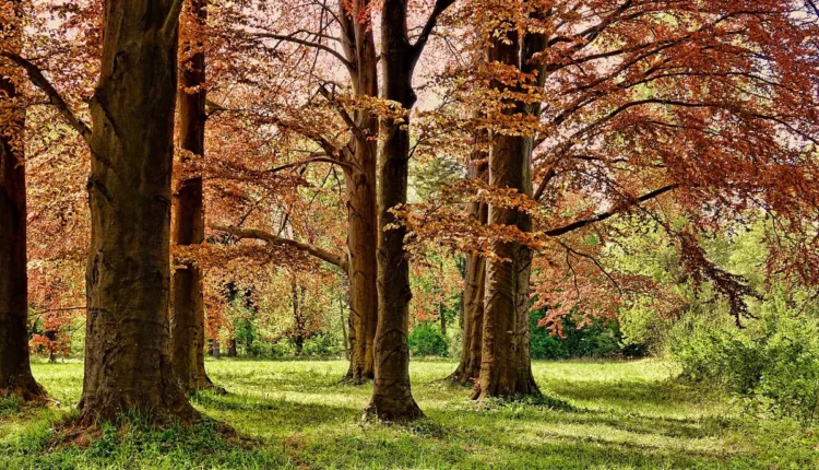 O que fazer domingo em São Paulo: ideias imperdíveis para aproveitar o dia