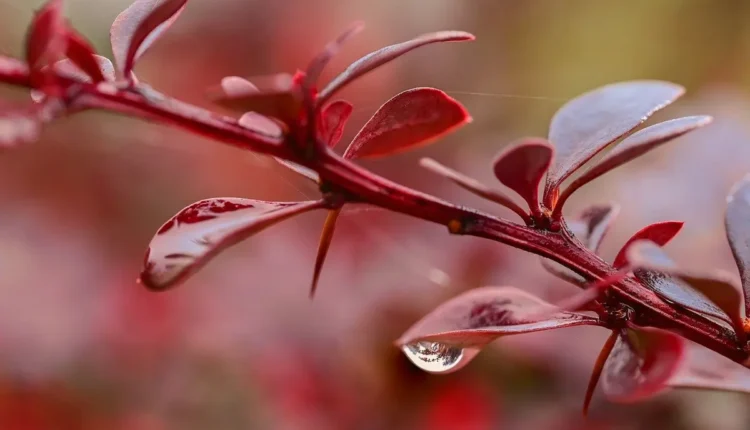 O Que Fazer Em Florianópolis Com Chuva Tudo o Que Você Precisa Saber