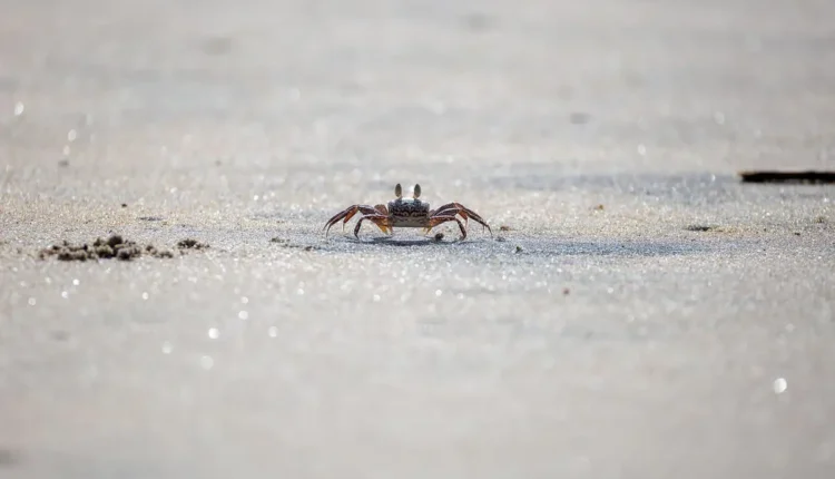 Melhores agências de turismo de Ilhabela: 10 opções imperdíveis para sua viagem