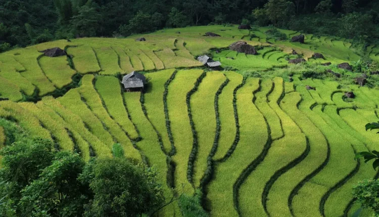 O Que Fazer em Flores da Cunha Entenda as Melhores Atrações