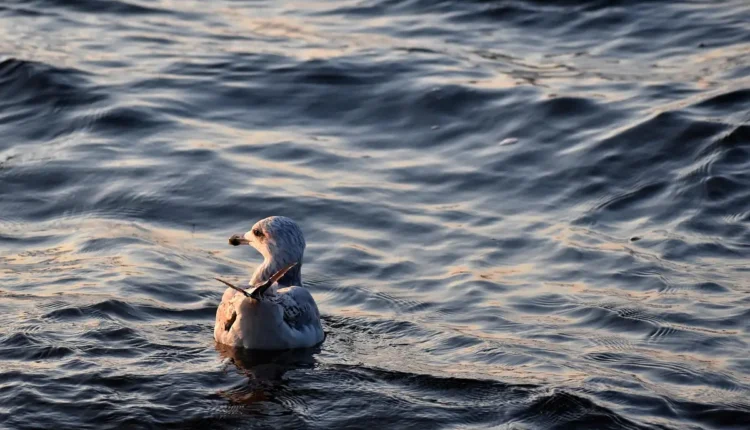 O que Fazer em Laguna: Guia Completo para Explorar a Cidade
