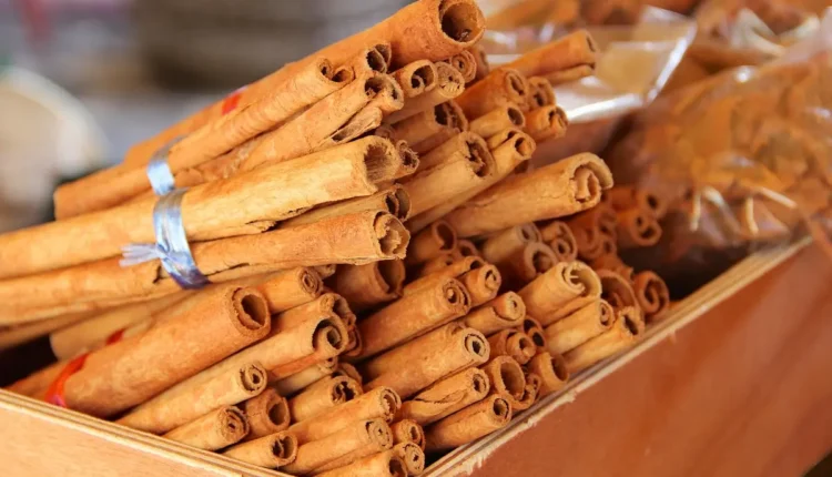 Melhores transfers de Canela: Top 10 opções que você precisa conhecer