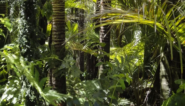Melhores aluguéis por temporada de Manaus: 10 opções imperdíveis para sua viagem